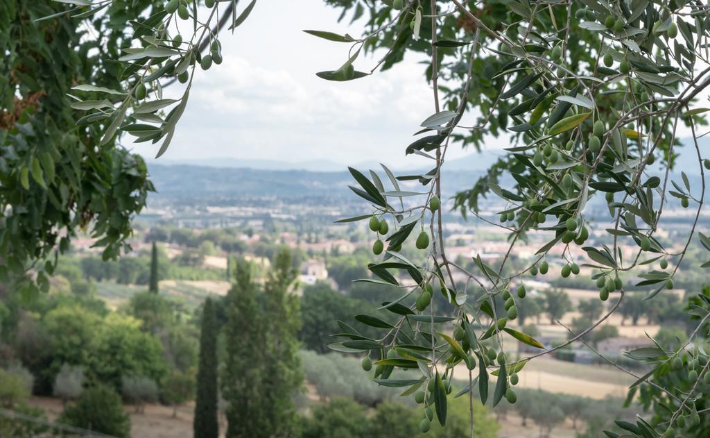 B&B Cantico Delle Creature Assisi Exterior foto